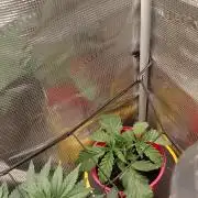 BAG SEED! STARDAWG!