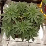 smashernovski poppin!