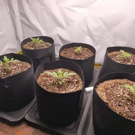 Gorilla Cookie Automatic