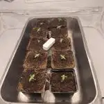 Gorilla Cookie Automatic