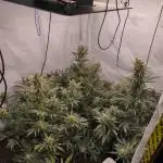 Gorilla Cookie Automatic
