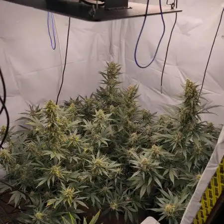 Gorilla Cookie Automatic