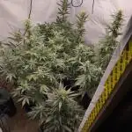Gorilla Cookie Automatic