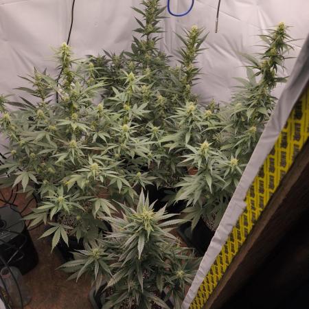Gorilla Cookie Automatic