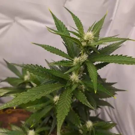 Gorilla Cookie Automatic