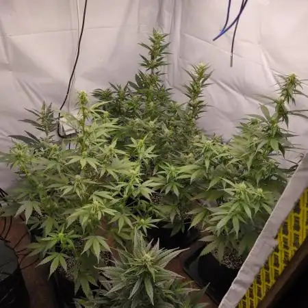 Gorilla Cookie Automatic
