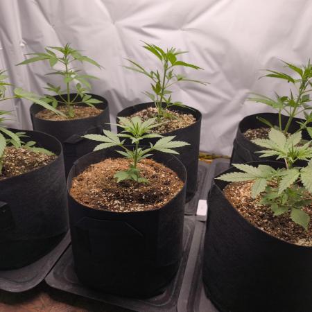 Gorilla Cookie Automatic