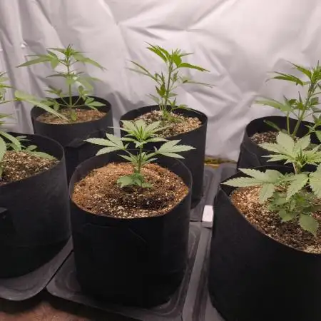 Gorilla Cookie Automatic