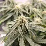 First Grow - CBD Auto 20:1 - FastBuds
