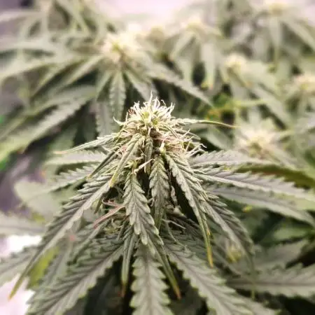 First Grow - CBD Auto 20:1 - FastBuds