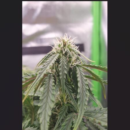 First Grow - CBD Auto 20:1 - FastBuds