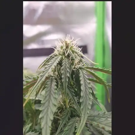 First Grow - CBD Auto 20:1 - FastBuds