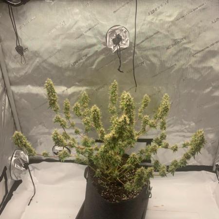 Zweiter Grow