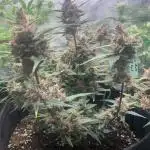 Erster Indoor Grow