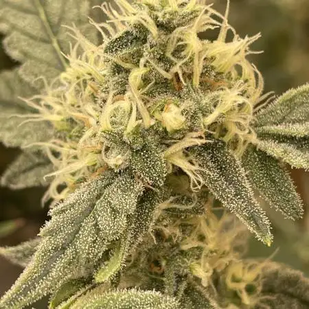 Critical Haze - AIRONIX