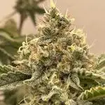 Critical Haze - AIRONIX