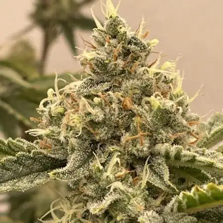 Critical Haze - AIRONIX