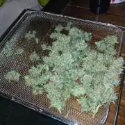 Seedsman's Mystery Mix