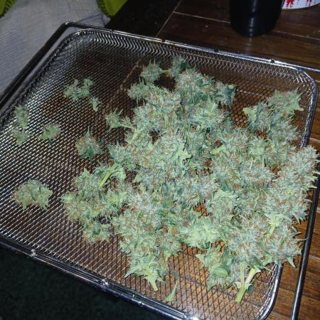 Seedsman's Mystery Mix