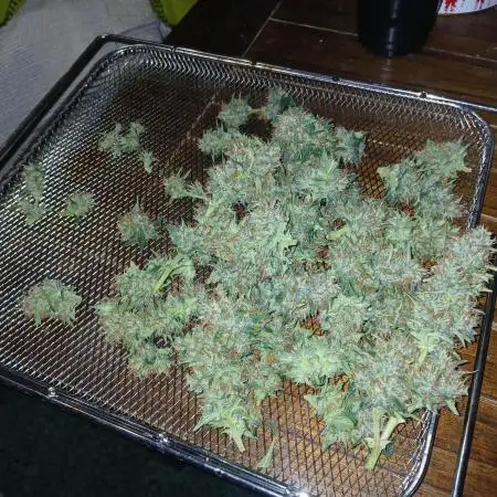 Seedsman's Mystery Mix