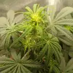 Seedsman's White widow auto