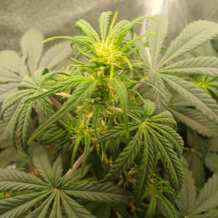 Seedsman's White widow auto