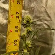 Seedsman's White widow auto