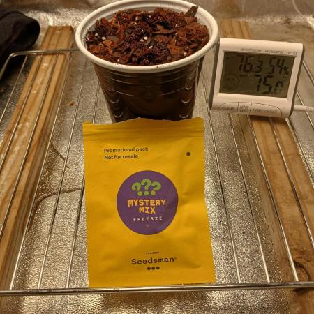 Seedsman's Mystery Mix