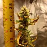 Seedsman's Mystery Mix