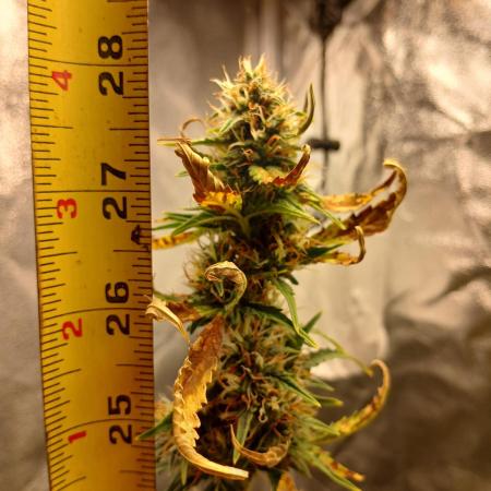 Seedsman's Mystery Mix