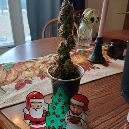 Seedsman's White widow auto