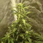 Seedsman's Mystery Mix