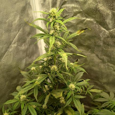 Seedsman's Mystery Mix