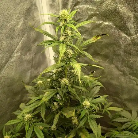 Seedsman's Mystery Mix