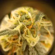 Seedsman's White widow auto