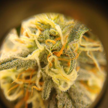 Seedsman's White widow auto