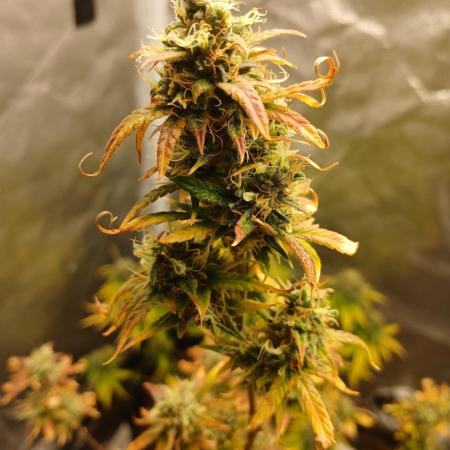 Alaskan Bananaberry