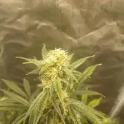 Seedsman's White widow auto