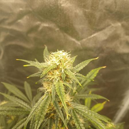 Seedsman's White widow auto