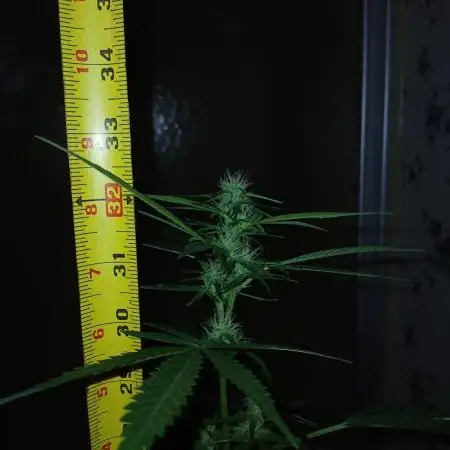 Alaskan Bananaberry