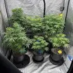 My 5x5 setup grow