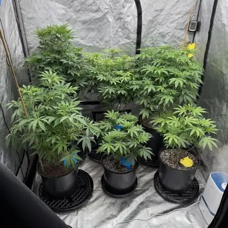 My 5x5 setup grow