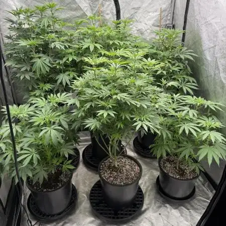 My 5x5 setup grow