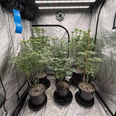 My 5x5 setup grow