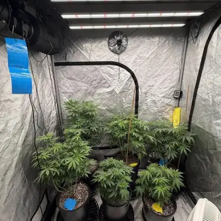 My 5x5 setup grow