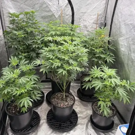 My 5x5 setup grow