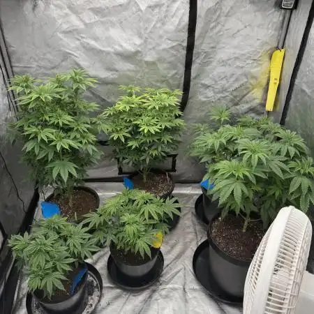 My 5x5 setup grow