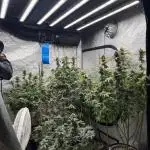 My 5x5 setup grow