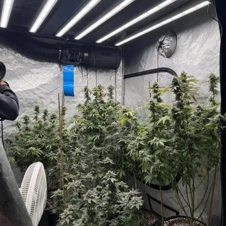My 5x5 setup grow