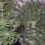 My 5x5 setup grow